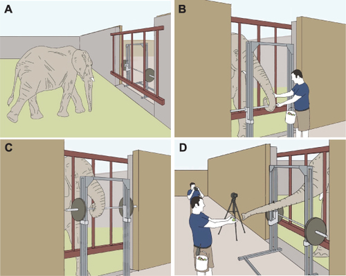 Elephant trunks use an adaptable prehensile grip