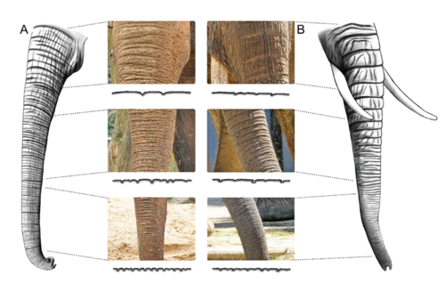 Elephants develop wrinkles through both form and function