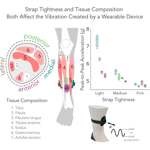 Strap Tightness and Tissue Composition Both Affect the Vibration Created by a Wearable Device